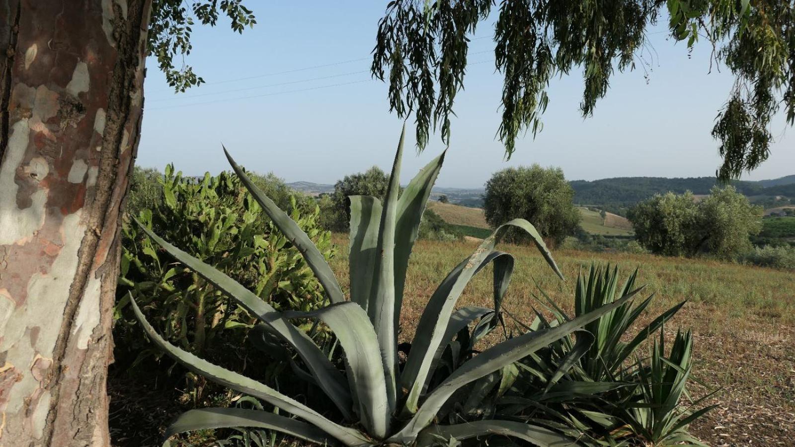 Uliveto Gretacci *