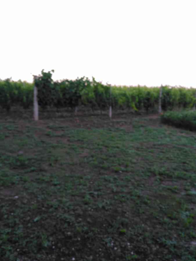 Séjour à la ferme Uliveto Gretacci Montemerano